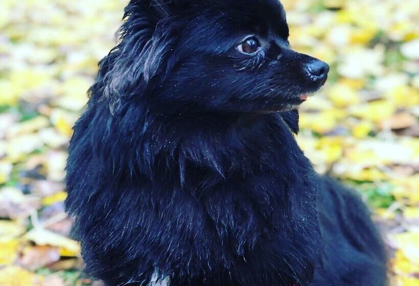 فندق Voglauerhof