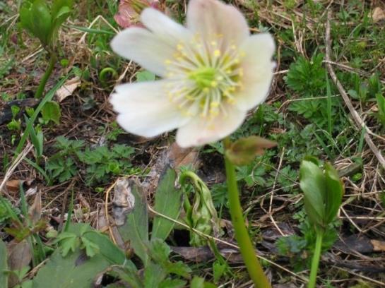 Отель Wallner Zimmer Mit Bergblick