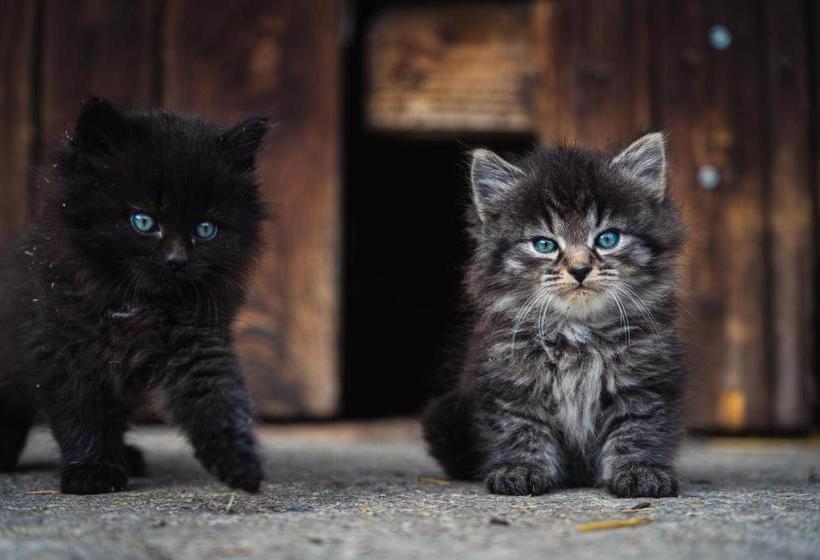 Pension Glitschnerhof