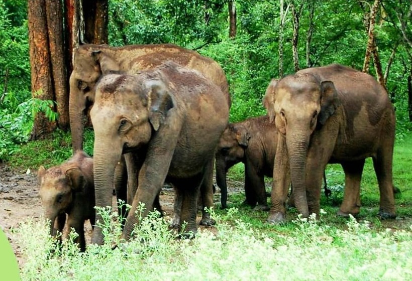 فندق The Riverwood Forest Retreat   Dooars