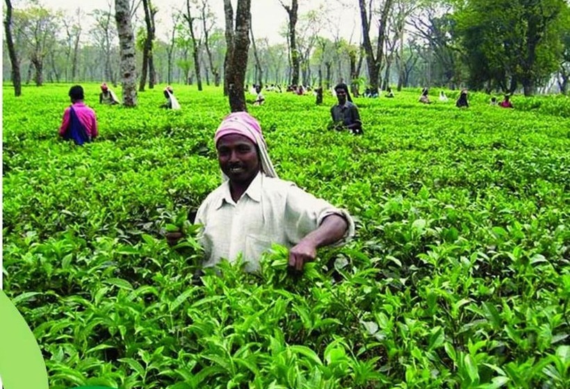 فندق The Riverwood Forest Retreat   Dooars