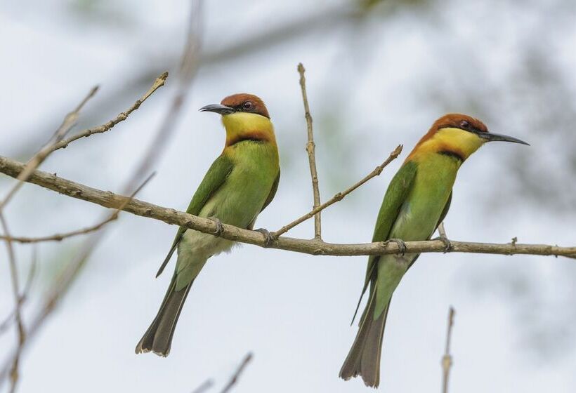 فندق The Riverwood Forest Retreat   Dooars