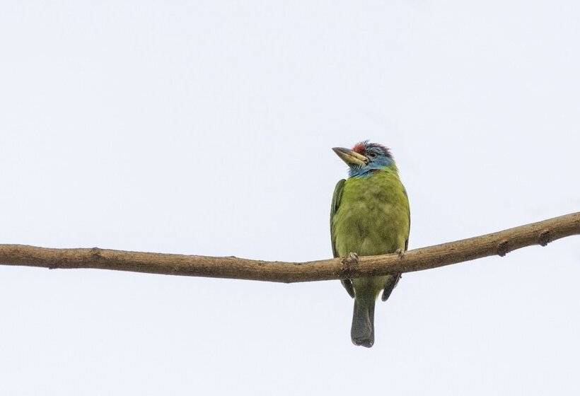 酒店 The Riverwood Forest Retreat   Dooars