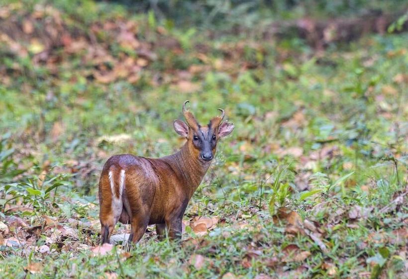 فندق The Riverwood Forest Retreat   Dooars