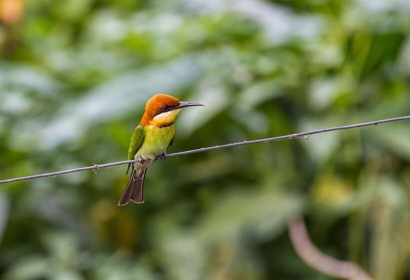 酒店 The Riverwood Forest Retreat   Dooars