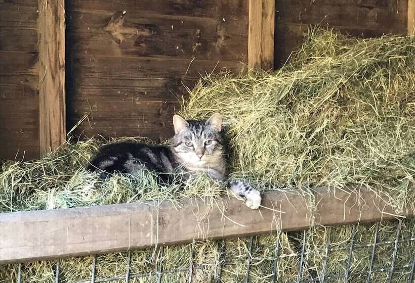 The Shepherds Hut At Hafoty Boeth