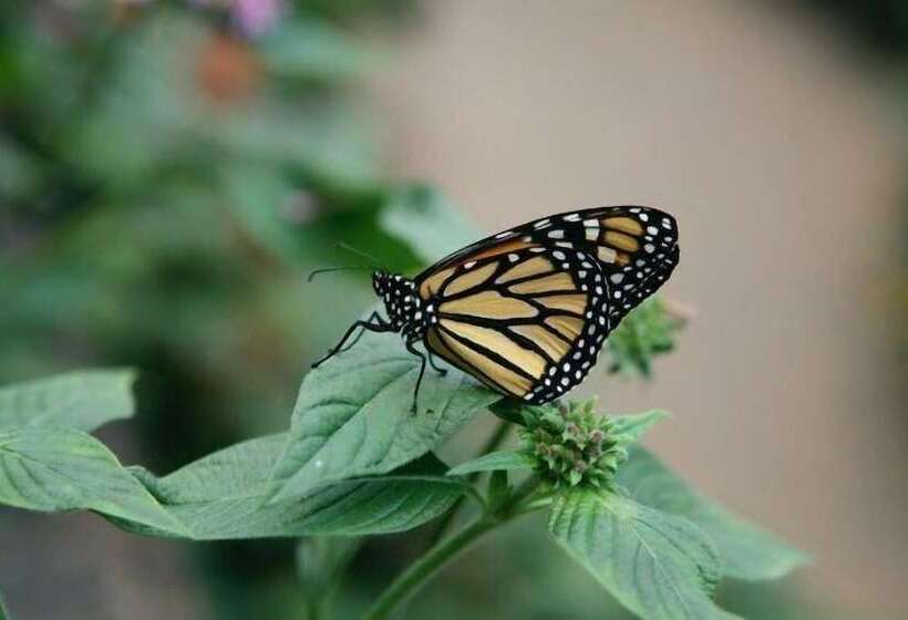 ホテル Laguna Mar