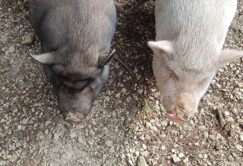 אתר נופש Le Domaine D Alezen