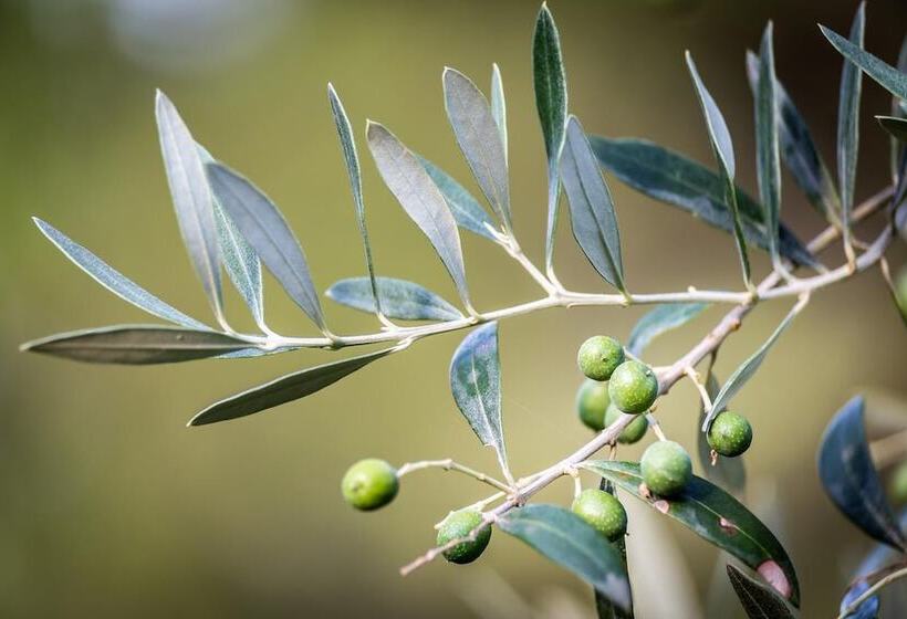 تختخواب و صبحانه Agriturismo Bellosguardo   Double Room