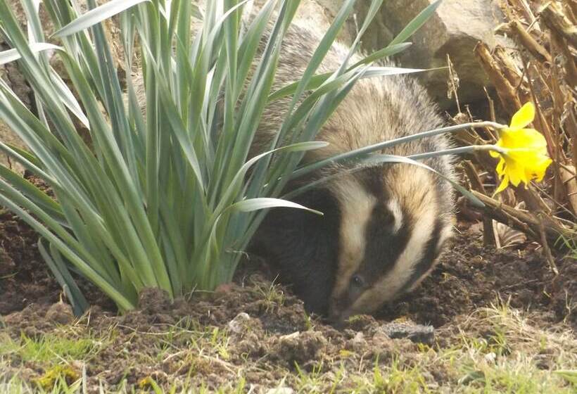 Henblas Holiday Cottage