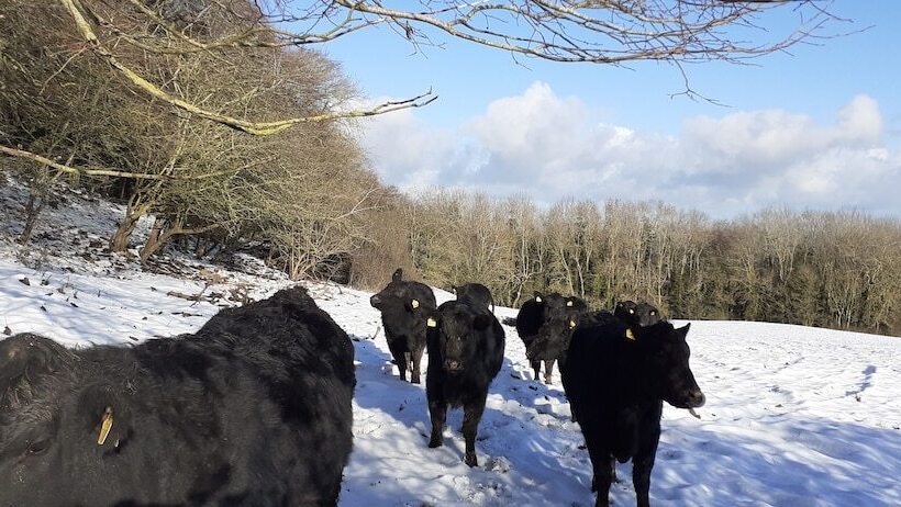 Henblas Holiday Cottage