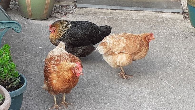 Henblas Holiday Cottage