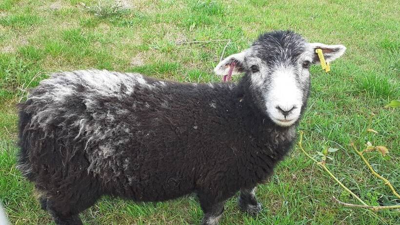 Henblas Holiday Cottage