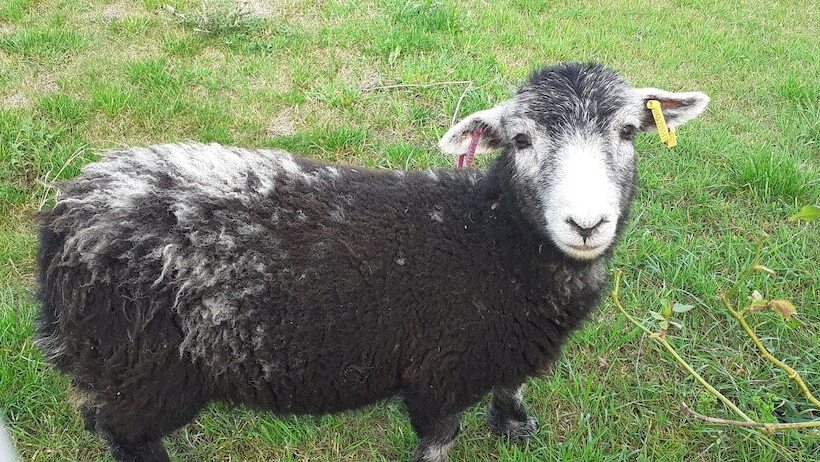 Henblas Holiday Cottage