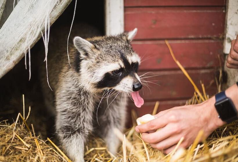 ペンション Hohenwarte