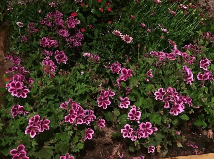 酒店 On Holiday Between Sky And Sea Geco Di Campiglia Pet Friendly Big Garden