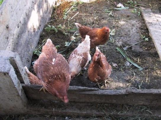 Bauernhof Bauernhaus Bergland