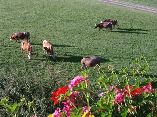 Bauernhof Elsbichlhof