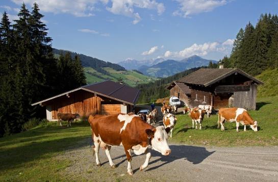 Bauernhof Fuchsbauer