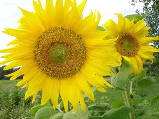 Bauernhof Hochbrandt