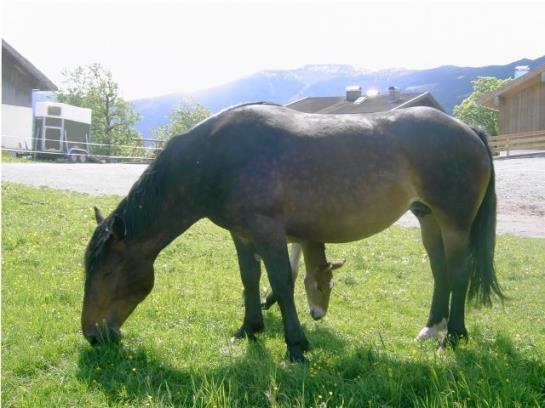 Bauernhof Oberhasling