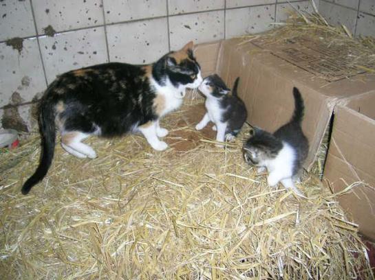 Bauernhof Schilift-hotz