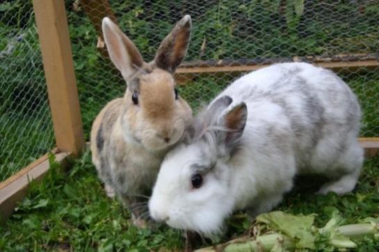 Bauernhof Stotznerhof