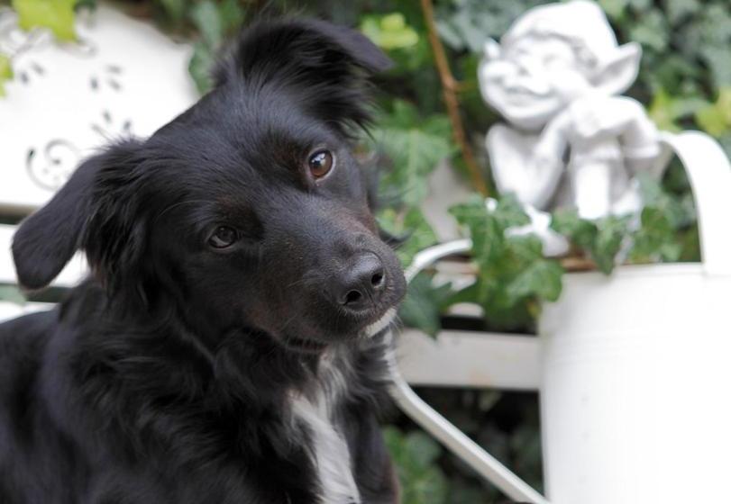 בית מלון כפרי Bärnsteinhof   Gasthof Mit Herz