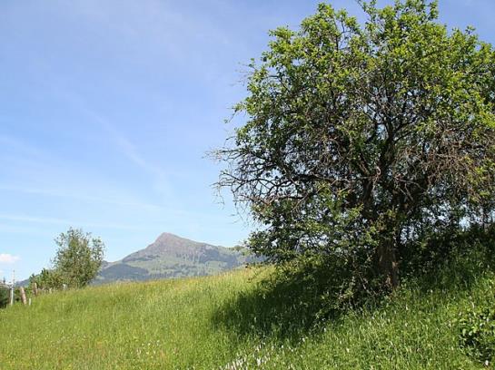 Bed and Breakfast Foidl Pension