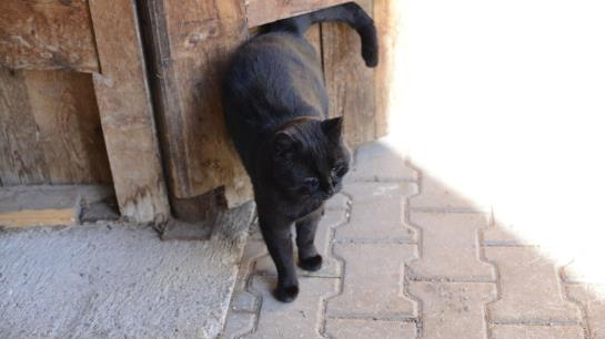 Bed and Breakfast Pension Gula