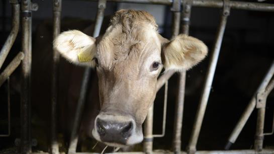 Bed and Breakfast Pension Gula