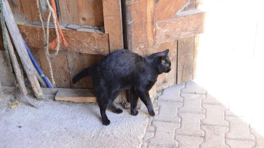 Bed and Breakfast Pension Gula