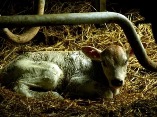 Bed and Breakfast Pension Gula