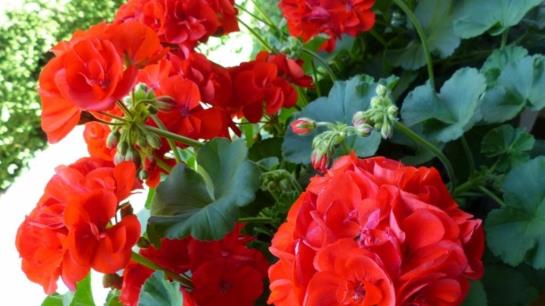 צימר Pension Hohenrainer