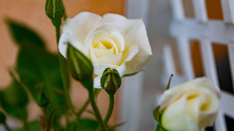 فندق Pension Linder