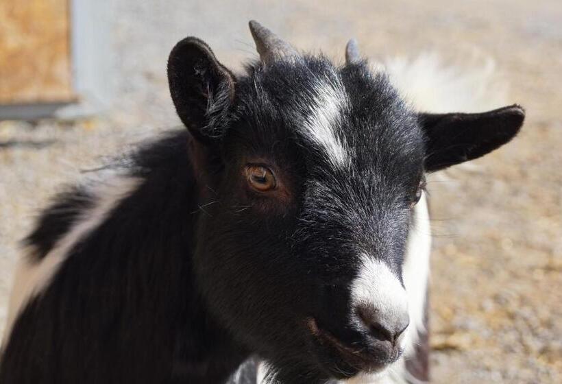 فندق Thomanhof Chalet Appartement