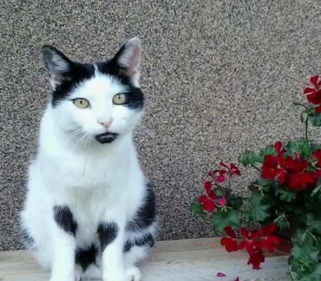 بنسيون Gästehaus Bergland