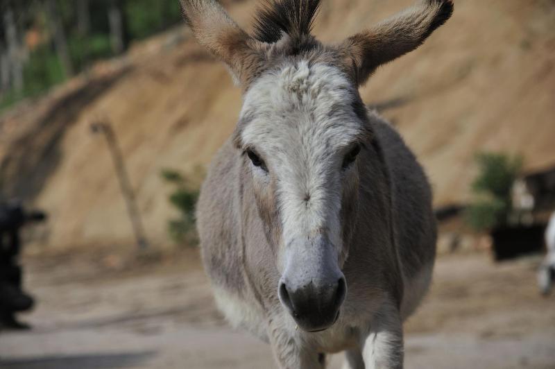 Arbatax Park Resort   Suites Del Mare