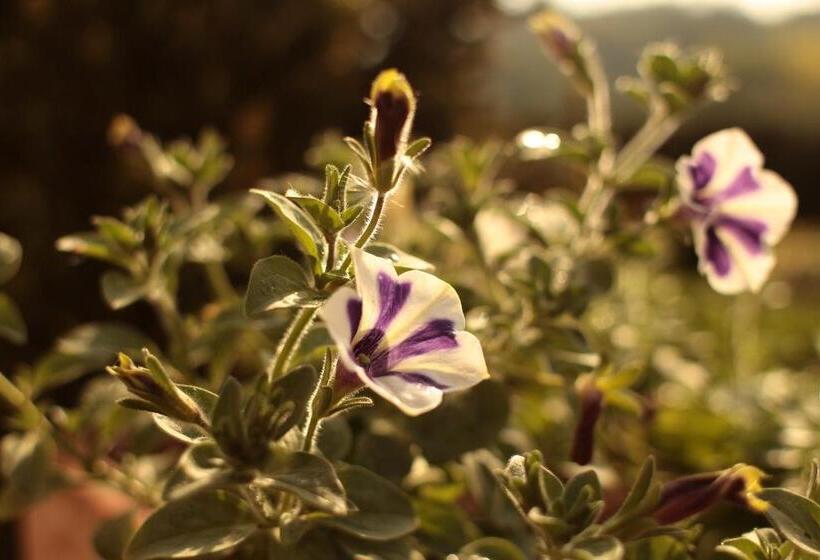 צימר Bauernhofpension Herzog Zu Laah