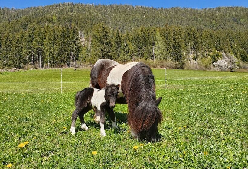 مبيت وإفطار Ferienhof Obergasser & Pension Bergblick
