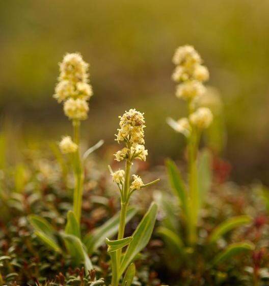 ベッドアンドブレックファースト Garni Sonnblick