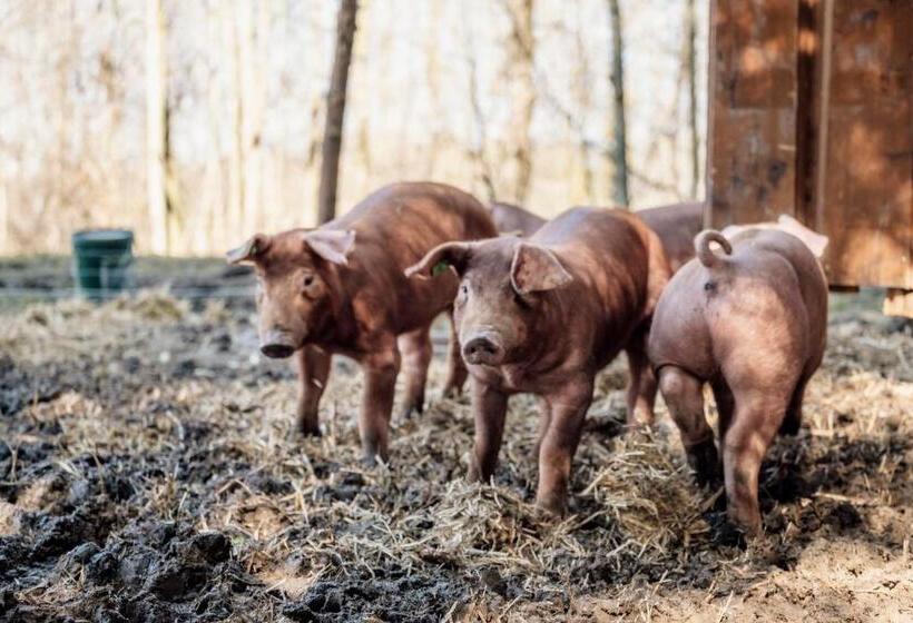 هتل Aichingerwirt