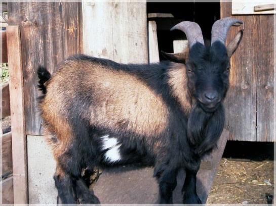 Отель Am Primusbergerhof