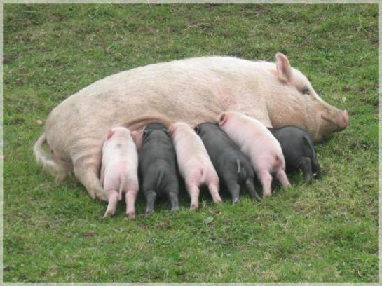 Отель Am Primusbergerhof