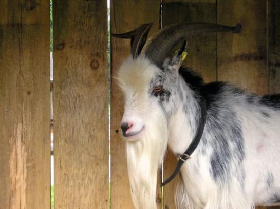 Kinderparadies Bachbauer