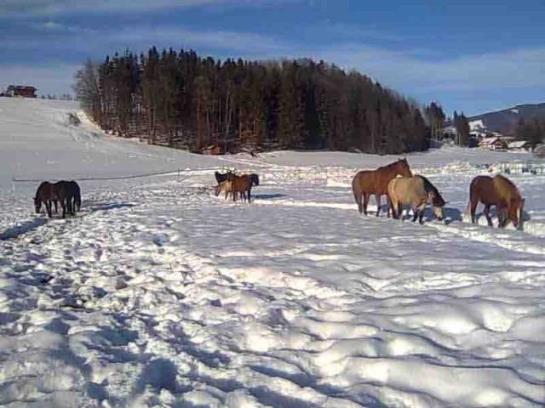 Kinderparadies Bachbauer