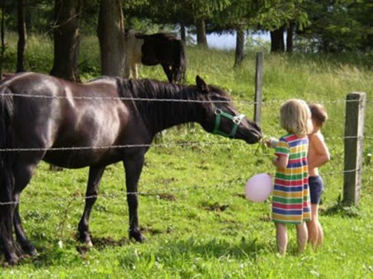 Bauernhof Familienparadies Ederbauer