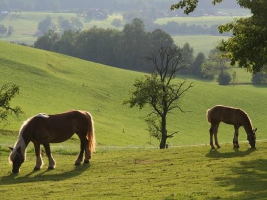 Bauernhof Hussenbauer