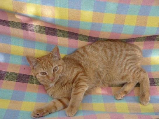 Bauernhof Knoblechner