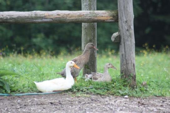 Bauernhof Stadlerhof